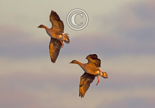 Pink-footed Geese in Flight 8 DM0412